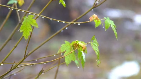 Green leaves on snow Stock Footage 83629253