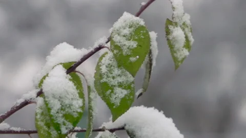 Green leaves in the snow 库存影片 151257482
