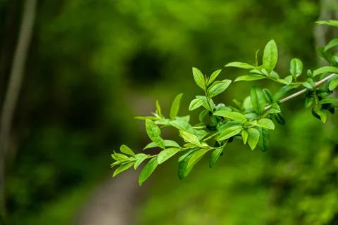 Green leaves with a soft background Stock Photos