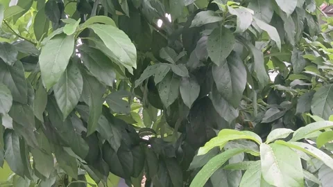 Green Leaves In Soft Evening Light Stock Footage 327176503