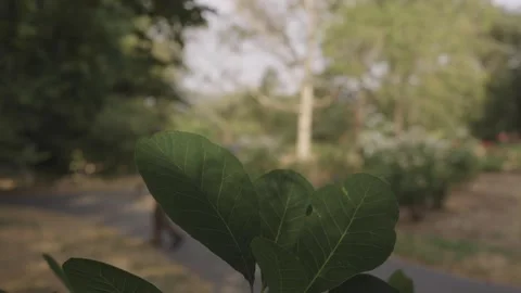 Green Leaves in Soft Focus with Blurred Park Path Behind Stock Footage 341429184