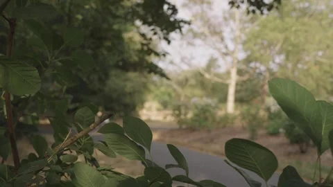 Green Leaves in Soft Focus with Blurred Park Path Behind Stock Footage 341429384