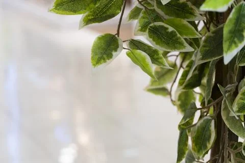 Green Leaves on Soft Light Background with Copy Space Stock Photos