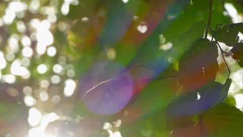Green leaves in soft sunlight Video stock 82375768