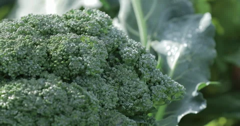 Green leaves softly blurred in the background create a fresh organic food scene. Video stock 322173696