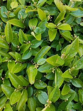 Green leaves solid background Stock Photos