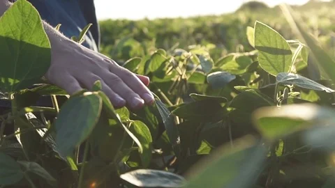 Green leaves of soy bean in hand. Slow motion Stock Footage 79066089