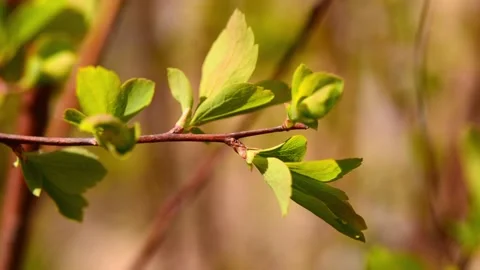 Green leaves in spring 1 Stock Footage 179987912