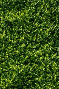 Green leaves of the spring as a background Stock Photos