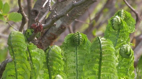 Green leaves, spring Stock Footage 942039