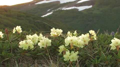 Green leaves, spring Video stock 942583