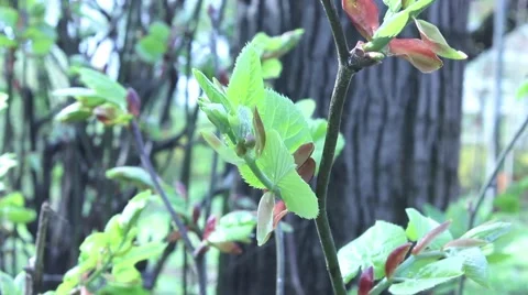 Green leaves of spring Stock Footage 49241051