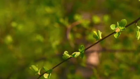 Green leaves in spring Stock Footage 179984681