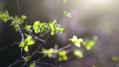 Green Leaves In Spring Forest. Leaf Closeup Stock Footage 108170091