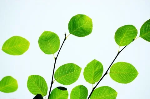 Green leaves in spring Stock Photos
