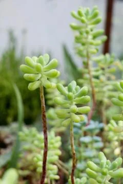 Green leaves of the spring Foto stock
