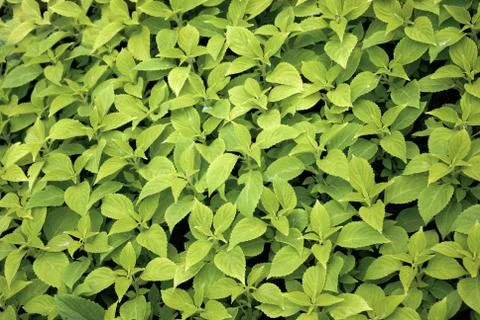 Green leaves of the spring Stock Photos