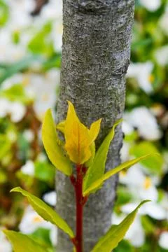 Green leaves of the spring 库存照片
