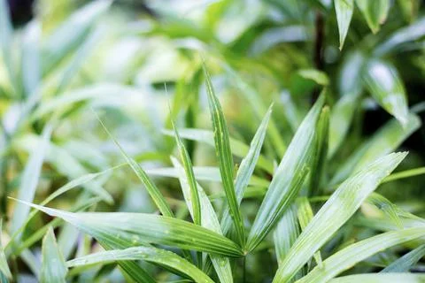 Green leaves in the spring. Stock Photos