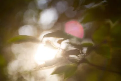 Green leaves in spring Stock Photos