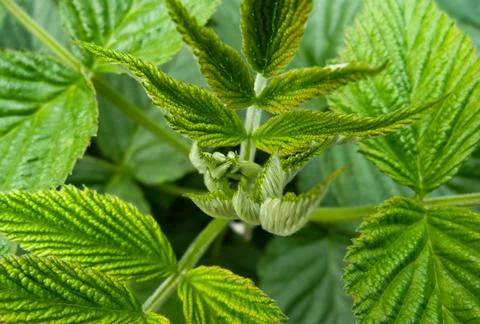 Green Leaves In Spring Stock Photos