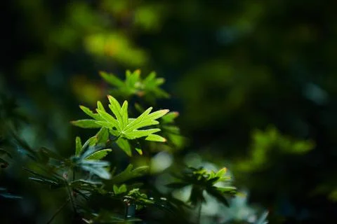 Green Leaves of Spring Stock Photos