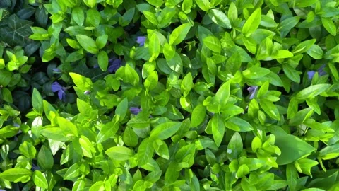 Green leaves of a spring shrub with small blue flowers. Background texture Stock Footage 245548736