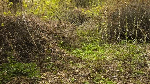 Green leaves on a spring sunny day Video stock 80739915