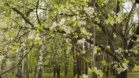Green leaves on a spring sunny day Vídeo Stock 80740694