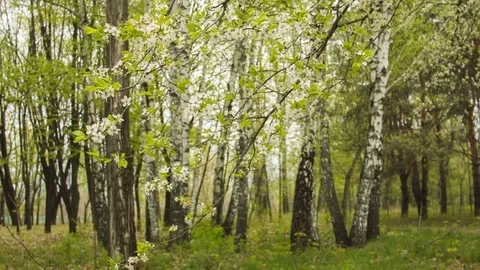 Green leaves on a spring sunny day Video stock 80740893