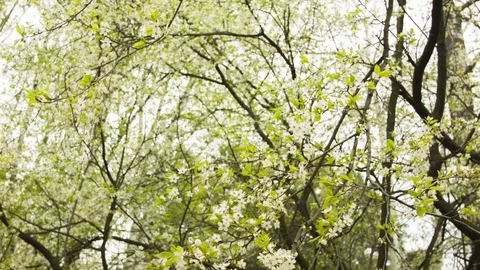 Green leaves on a spring sunny day Vídeos de archivo 80741645