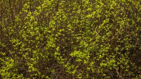 Green leaves on a spring sunny day Vídeo Stock 80796200