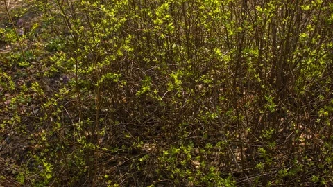Green leaves on a spring sunny day Stock-Footage 80796465