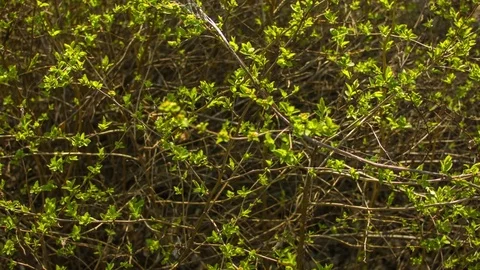 Green leaves on a spring sunny day 스톡 동영상 80797387