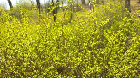 Green leaves on a spring sunny day Video stock 80797785