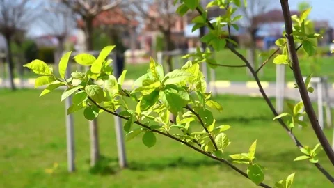 Green leaves in the spring sunshine Stock Footage 74064766