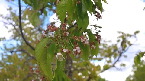 Green leaves in spring tree Video stock 91724197