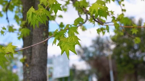 Green leaves in spring tree Stock Footage 91724212