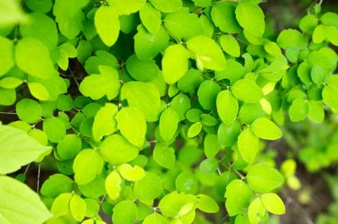 Green leaves of spring tree Stock Photos
