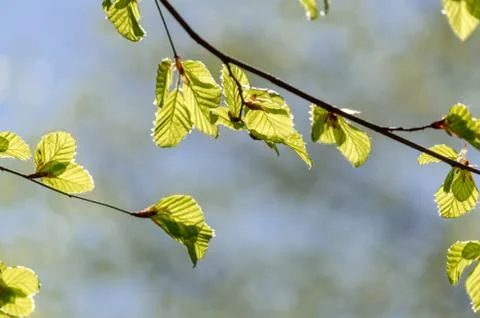 Green leaves in springtime Stock Photos