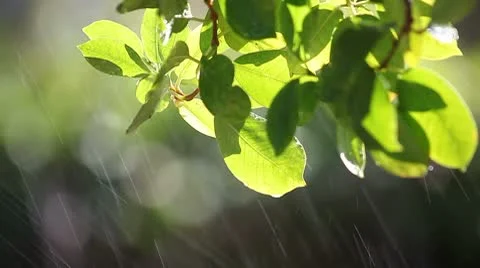 Green leaves sprinkled Stock Footage 8906420