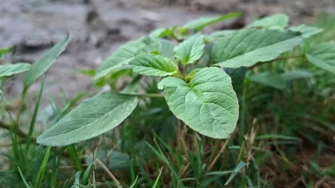Green Leaves Sprouting From Grassy Ground Vídeo Stock 334639774