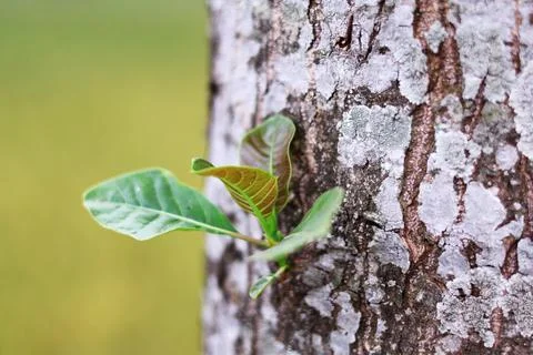 Green Leaves Sprouting from Tree Trunk Stock Photos