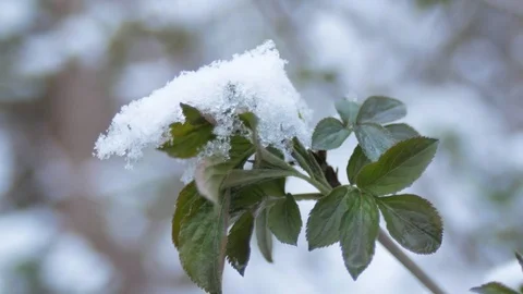 Green leaves, sprouts under spring snow in cloudy weather. Stock Footage 126875382