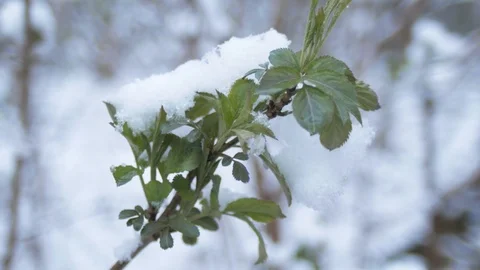 Green leaves, sprouts under spring snow in cloudy weather. Stock Footage 126875383
