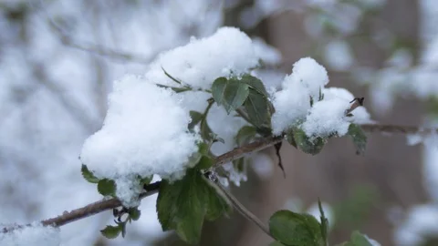 Green leaves, sprouts under spring snow in cloudy weather. Stock Footage 126875389