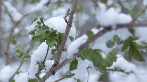 Green leaves, sprouts under spring snow in cloudy weather Stock Footage 126875396