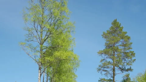 The green leaves of the spruce tree in the forest Stock Footage 138565883