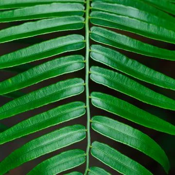 Green leaves with stem for pattern Stock Photos