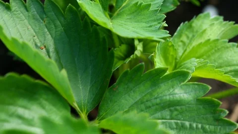 Green leaves of strawberry Video stock 112879698